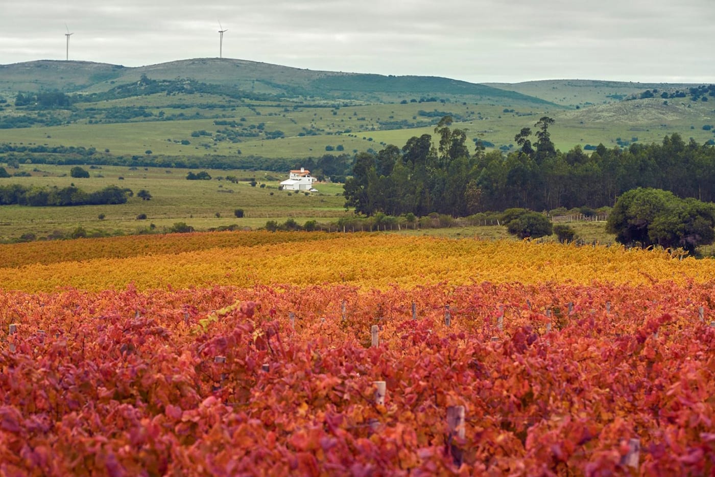 Viña Edén - Paseos Uruguay