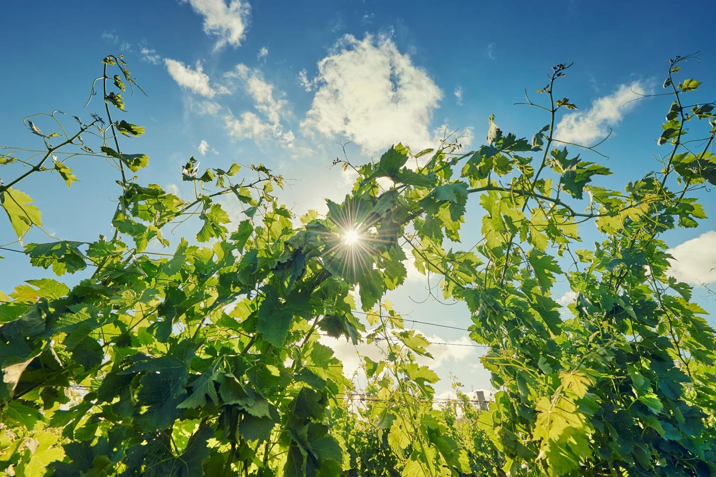 Viña Edén - Paseos Uruguay