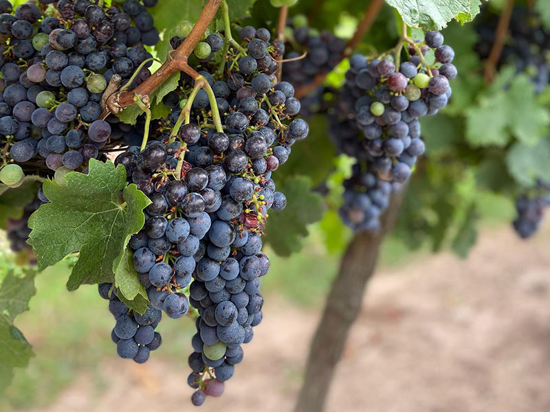 83098751_1133159647029279_5028763132831465472_n